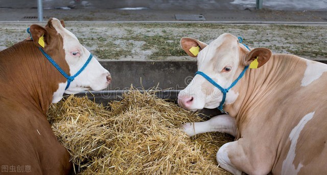 3000斤的西门塔尔牛最新价格表,牛价最新行情辽宁西门塔尔