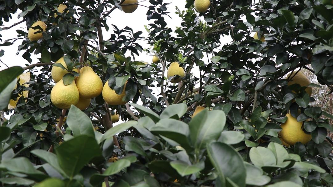 中海化学“增值沃土粮安中国万里行”||旱涝之年“柚”见丰收