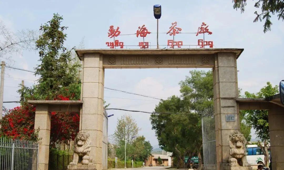 正宗的云南普洱茶是什么样的,真正的云南普洱茶是什么样