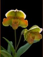 十种最有名的兰花图片,最美的100种兰花图片