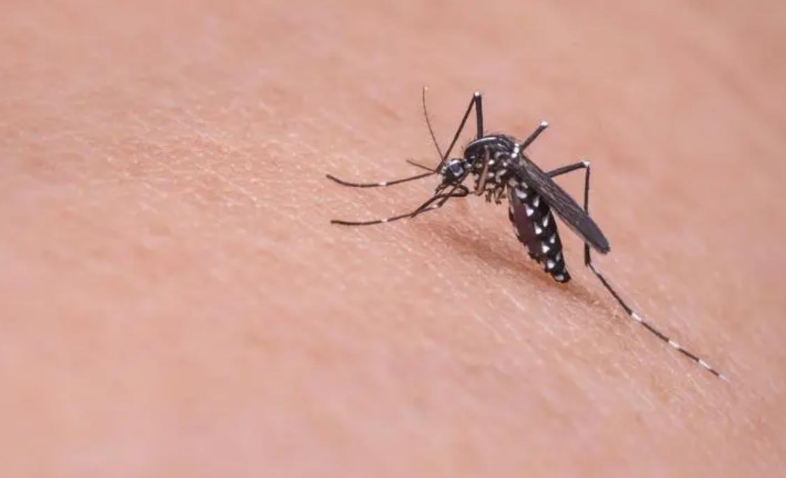 蚊子会吃蚊子吗,蚊子喜欢什么环境叮咬