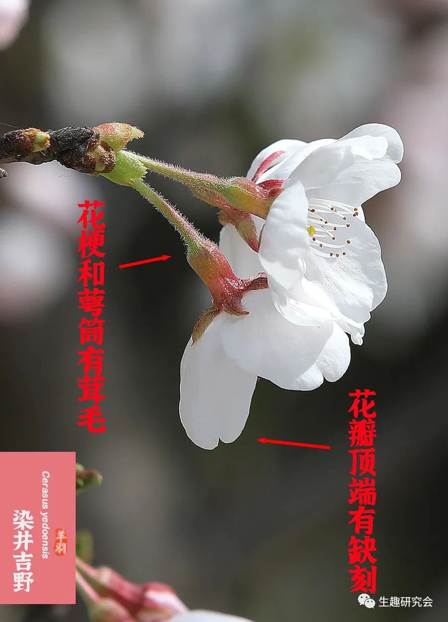 九种春花辨别,常见春花极简识别法