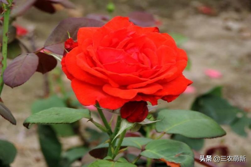 20种月季花图片大全,介绍月季花方法