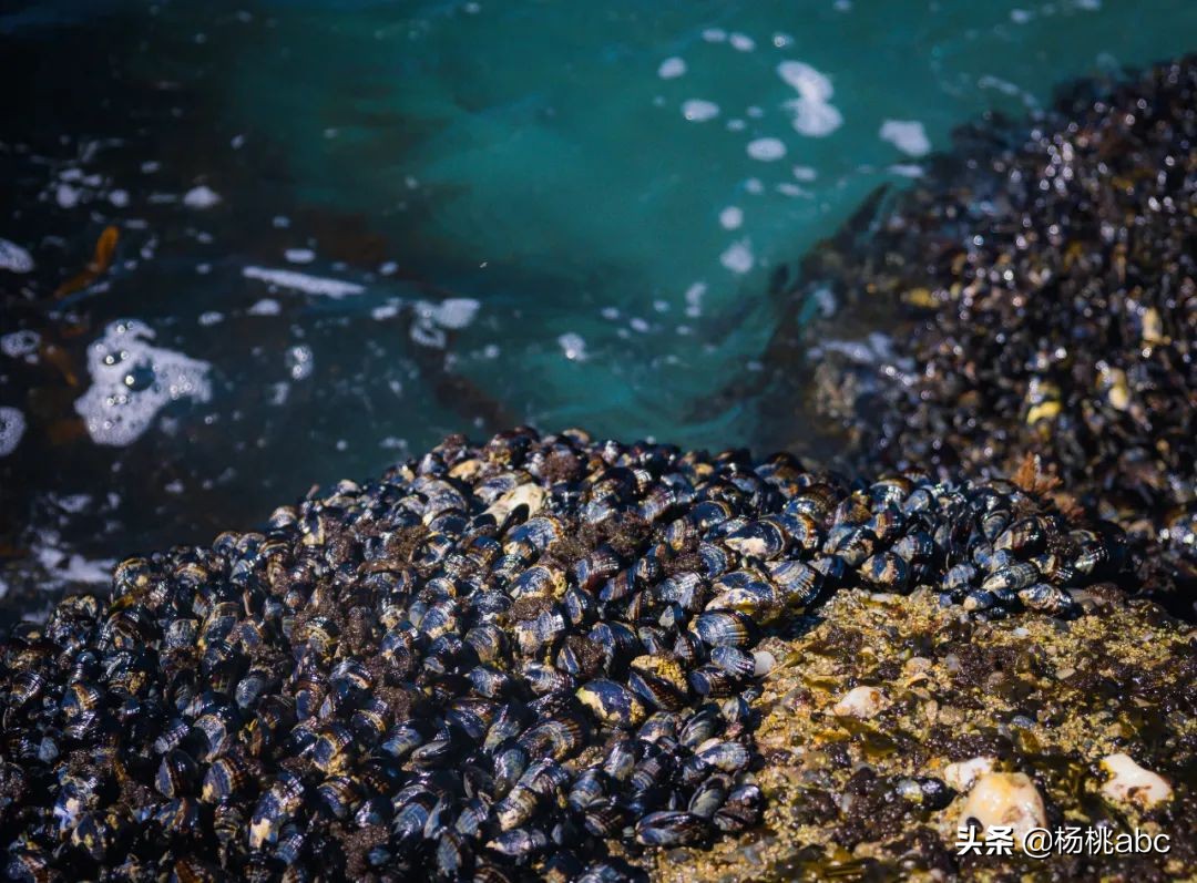 夜宵海鲜高蛋白,晚上夜宵吃什么海鲜不发胖