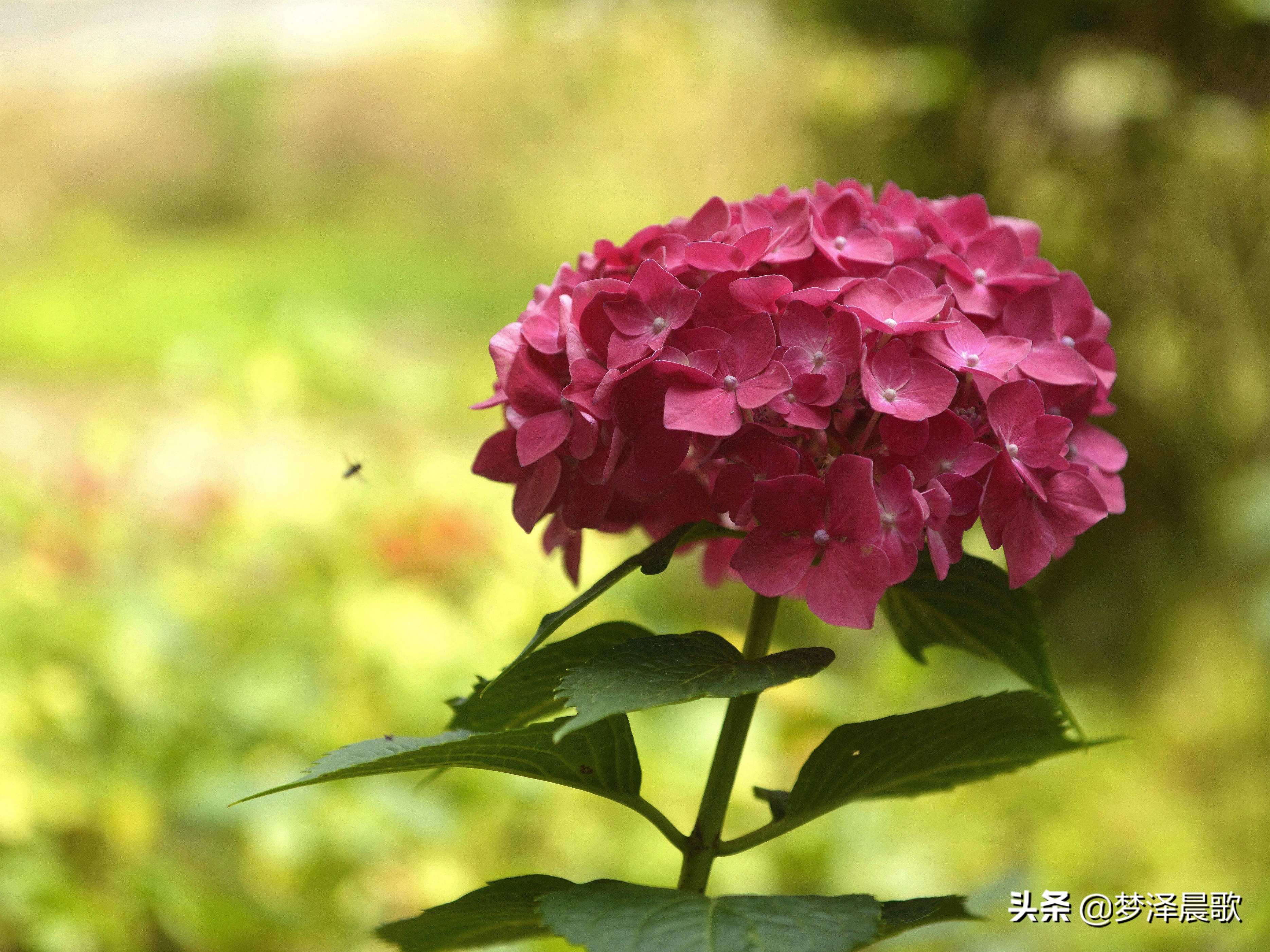 绣球花季不可错过的风景,满山遍野绣球花开惹人醉