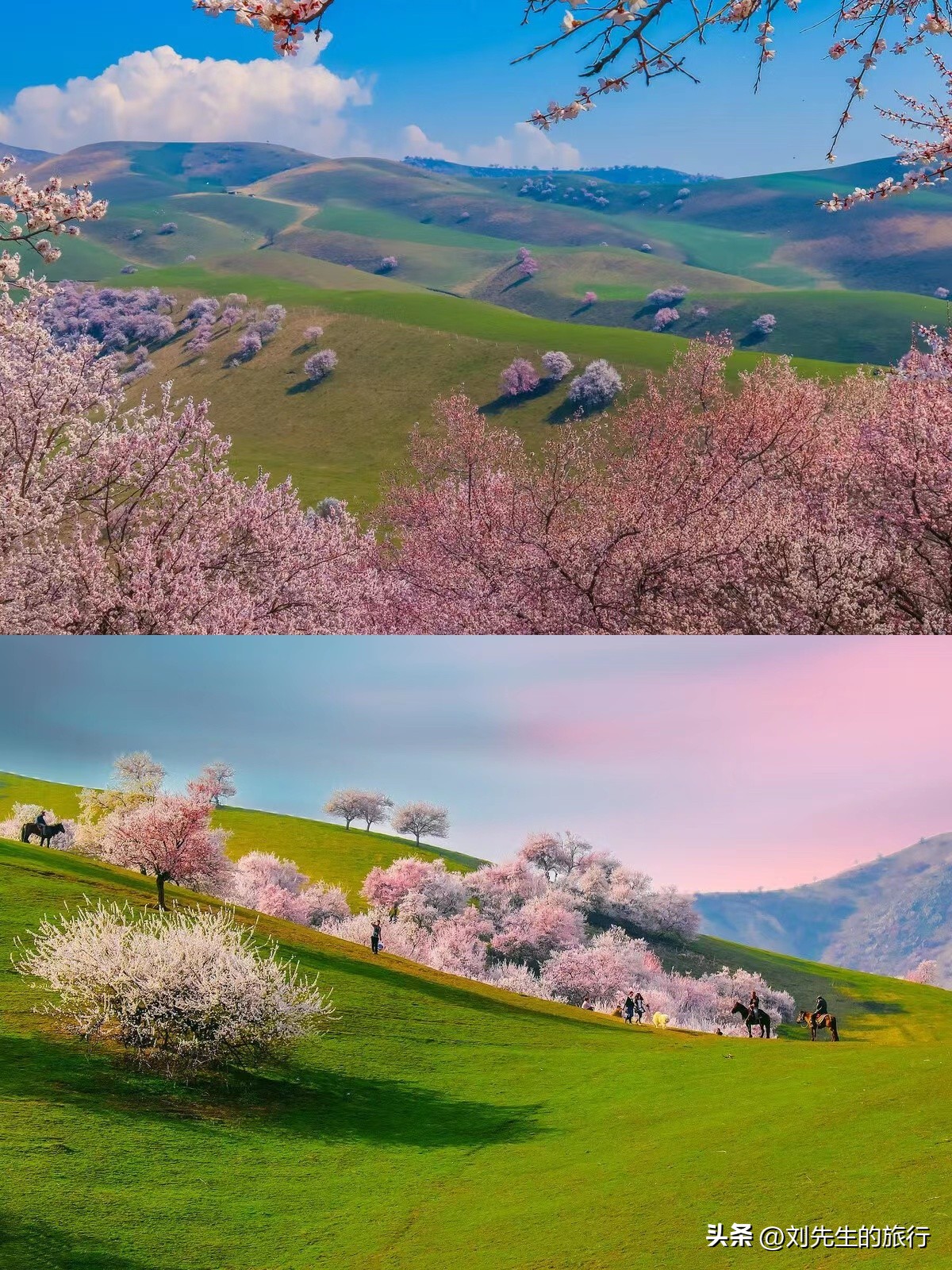 新疆伊犁春天满山遍野的花朵,伊犁的春夏秋冬美景
