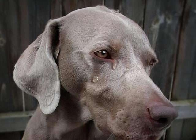 狗狗不进食吃什么药,狗狗不进食的4大原因和解决办法