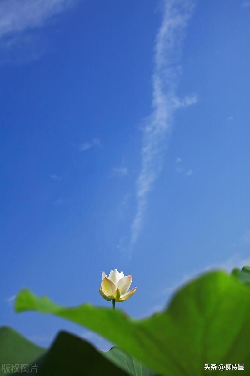 荷花摄影拍摄教程,荷花如何拍照拍出高级感