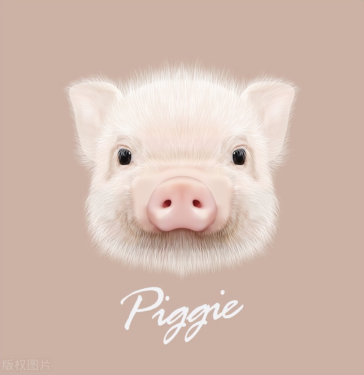 四七年生肖猪人的运势,生肖猪的人是什么风格的人