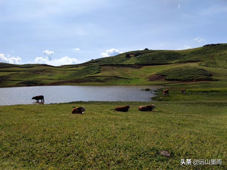 蓝天白云绿草间,蓝天白云草原绿草茵茵风景秀丽
