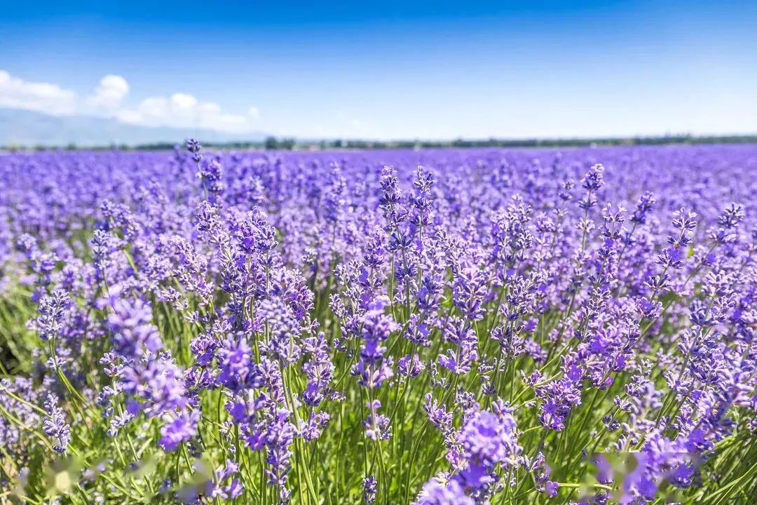 来新疆一定要避开的坑,新疆旅行一定要看的避坑建议