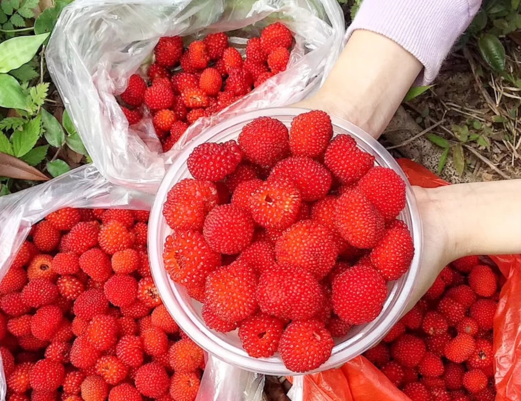 100种野菜大全图解,认识100种野菜视频大全完整版