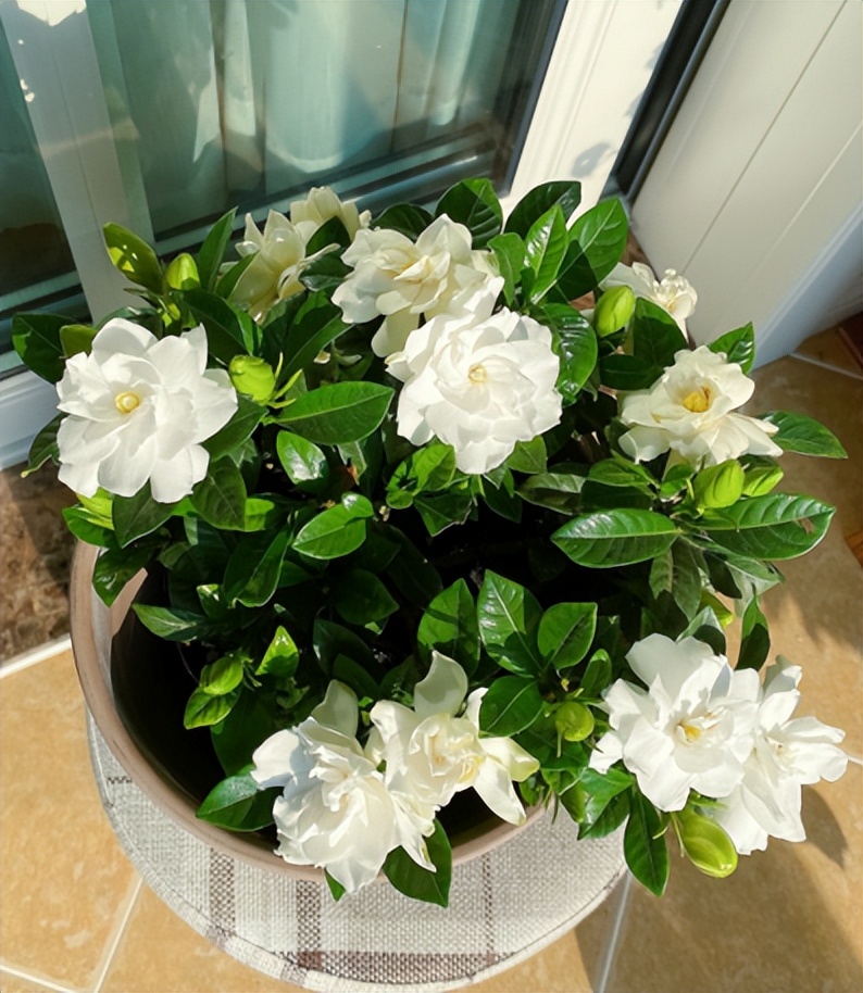 水培栀子花叶子发黑出油,怎样养好栀子花盆栽视频