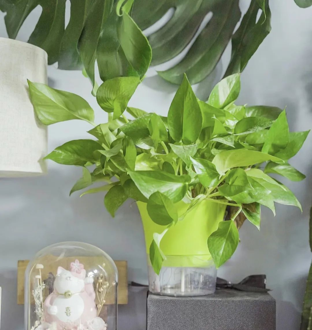 鍠滄按鑺卞摢绉嶆渶濂藉吇,閫傚悎瀹ゅ唴鍏荤殑鍠滄按鑺卞崏