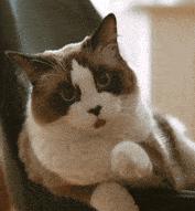 这4种猫一定要带回家,这5种猫便宜又好养