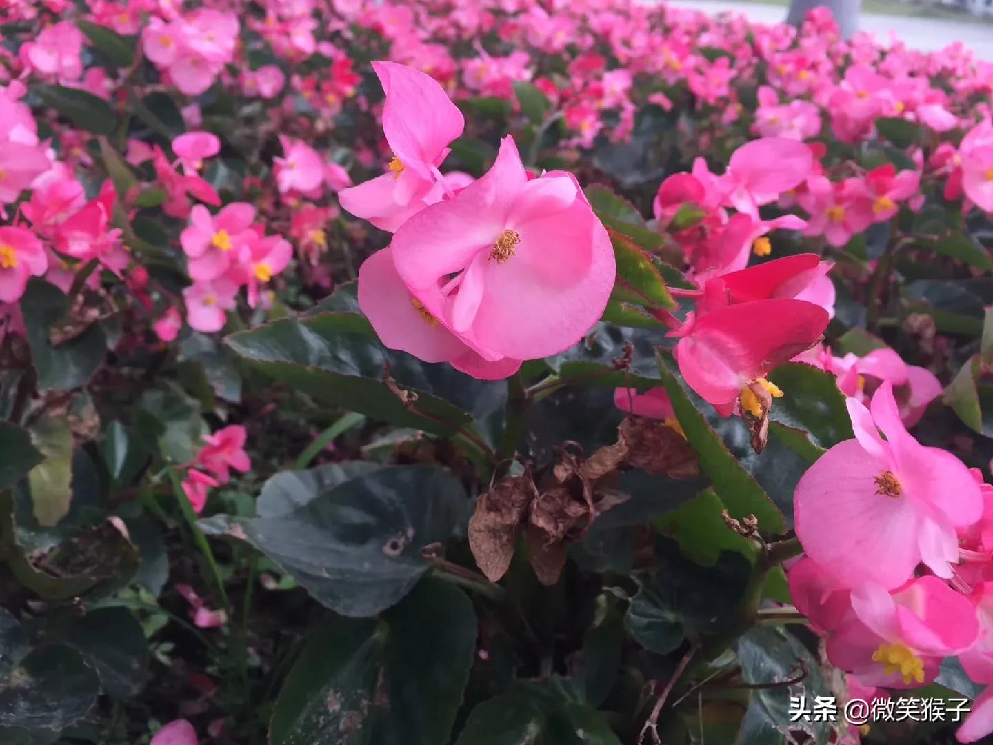 城市里的氧吧，广州番禺莲花山风景区