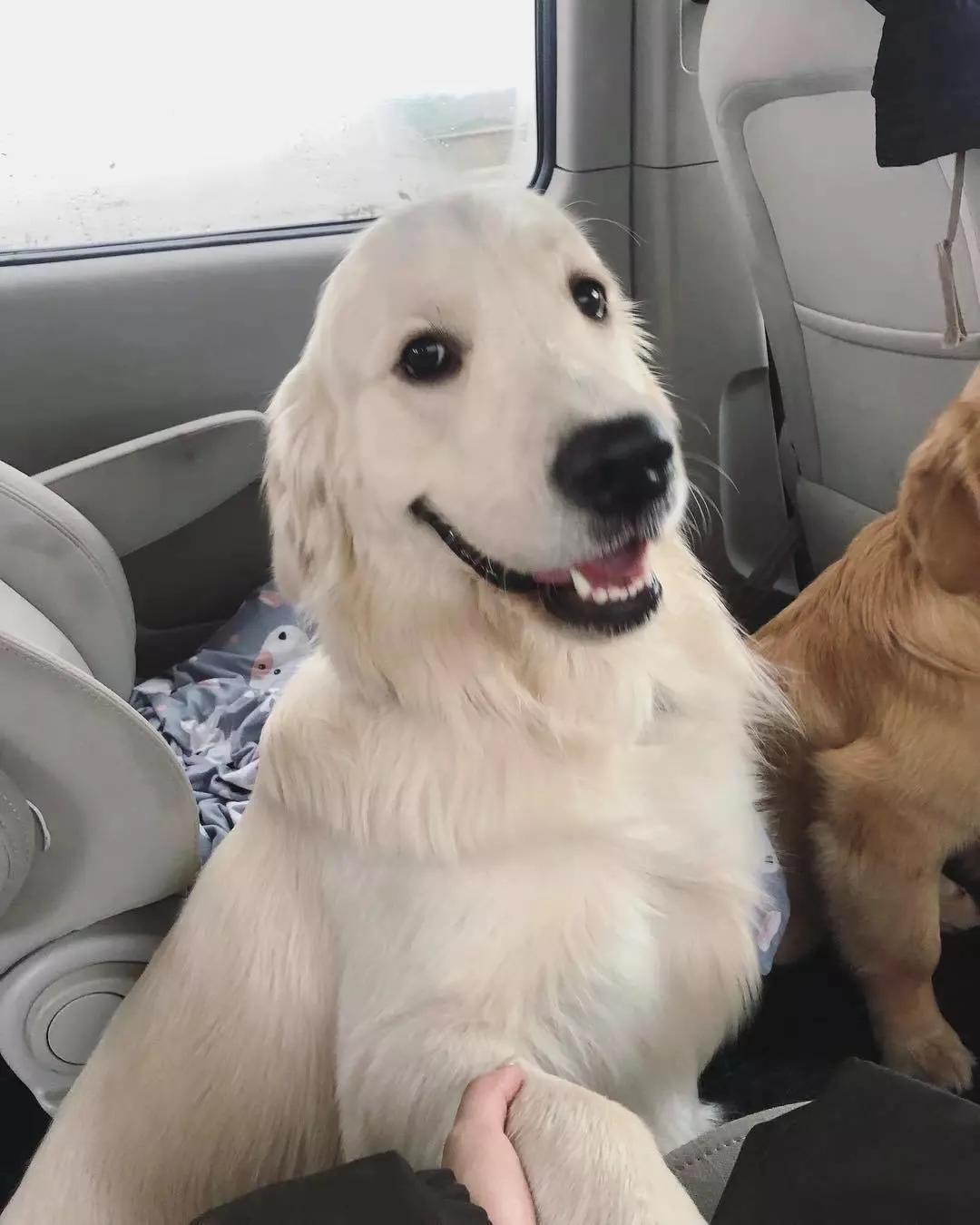 大金毛真的是太暖心了,大金毛到底有多可爱