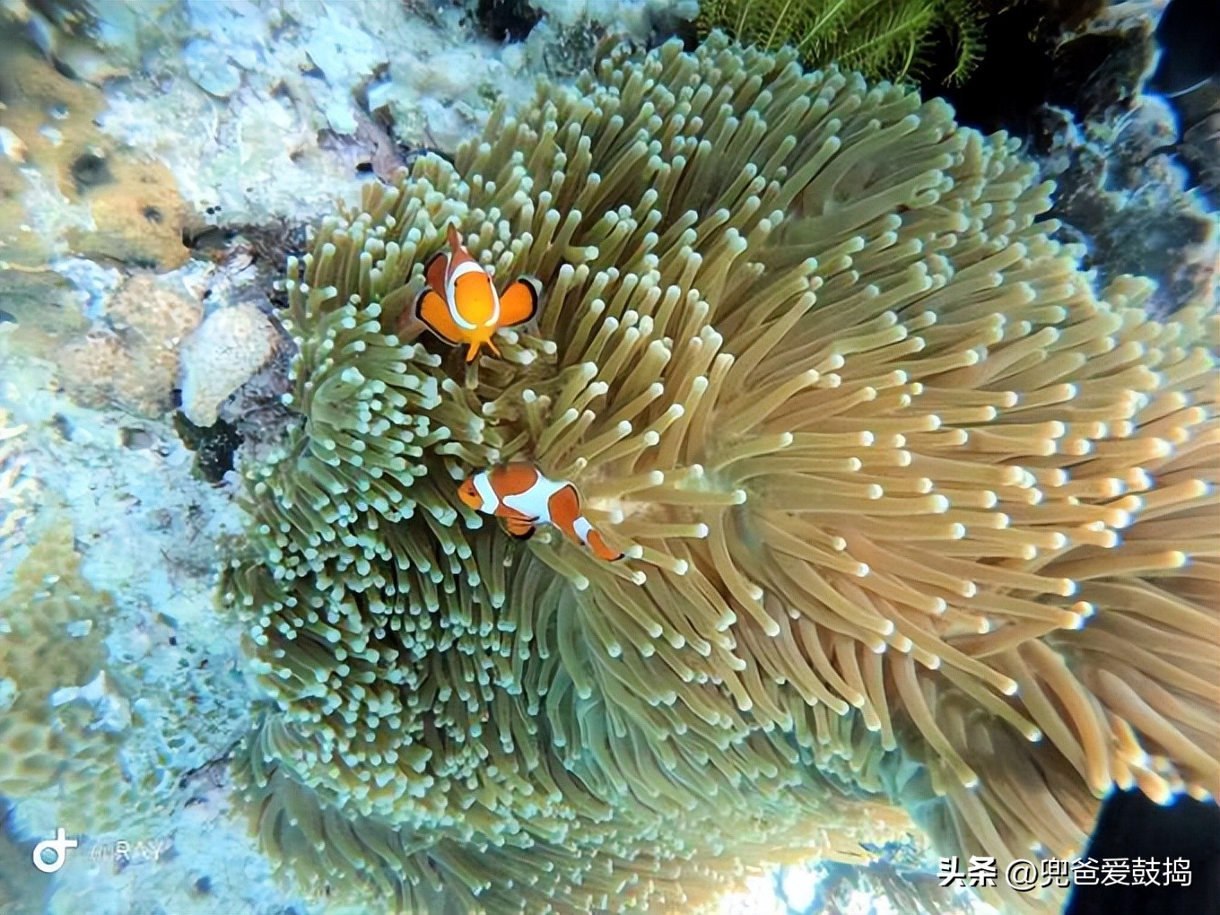 登岛旅游,仙本那和敦沙卡兰哪个好