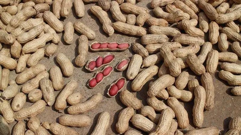 五谷杂粮食物图片大全大图,五谷杂粮图片大全大图真实