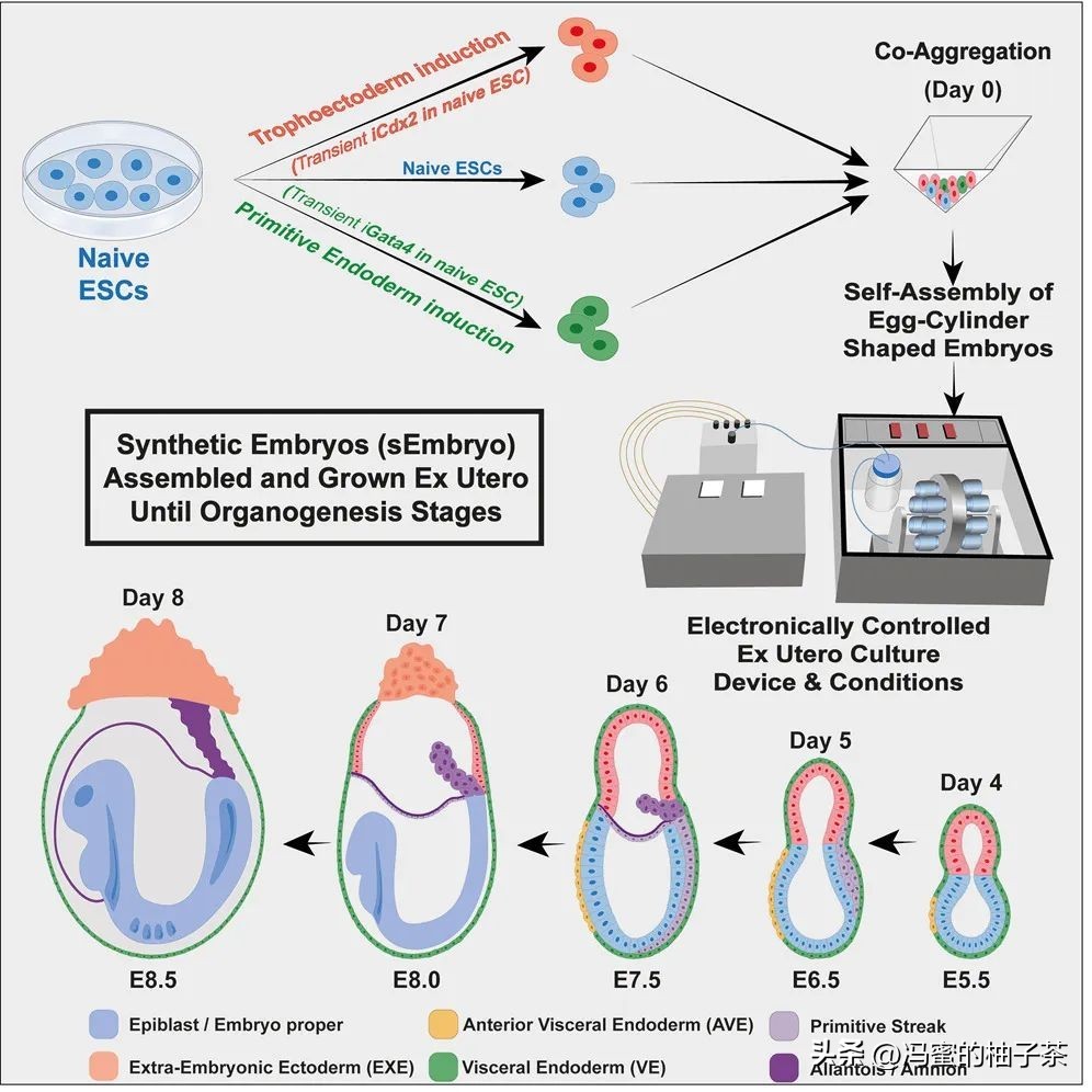 探索人工多酶网络构建代谢的优势:一种新的途径吗？