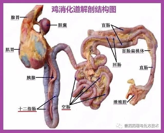 怎么看蛋鸡消化吸收好不好,怎么增强蛋鸡消化系统