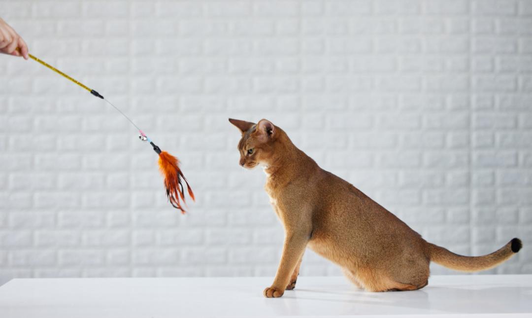 宠物店经营模式及管理,如何优化传统宠物店经营模式