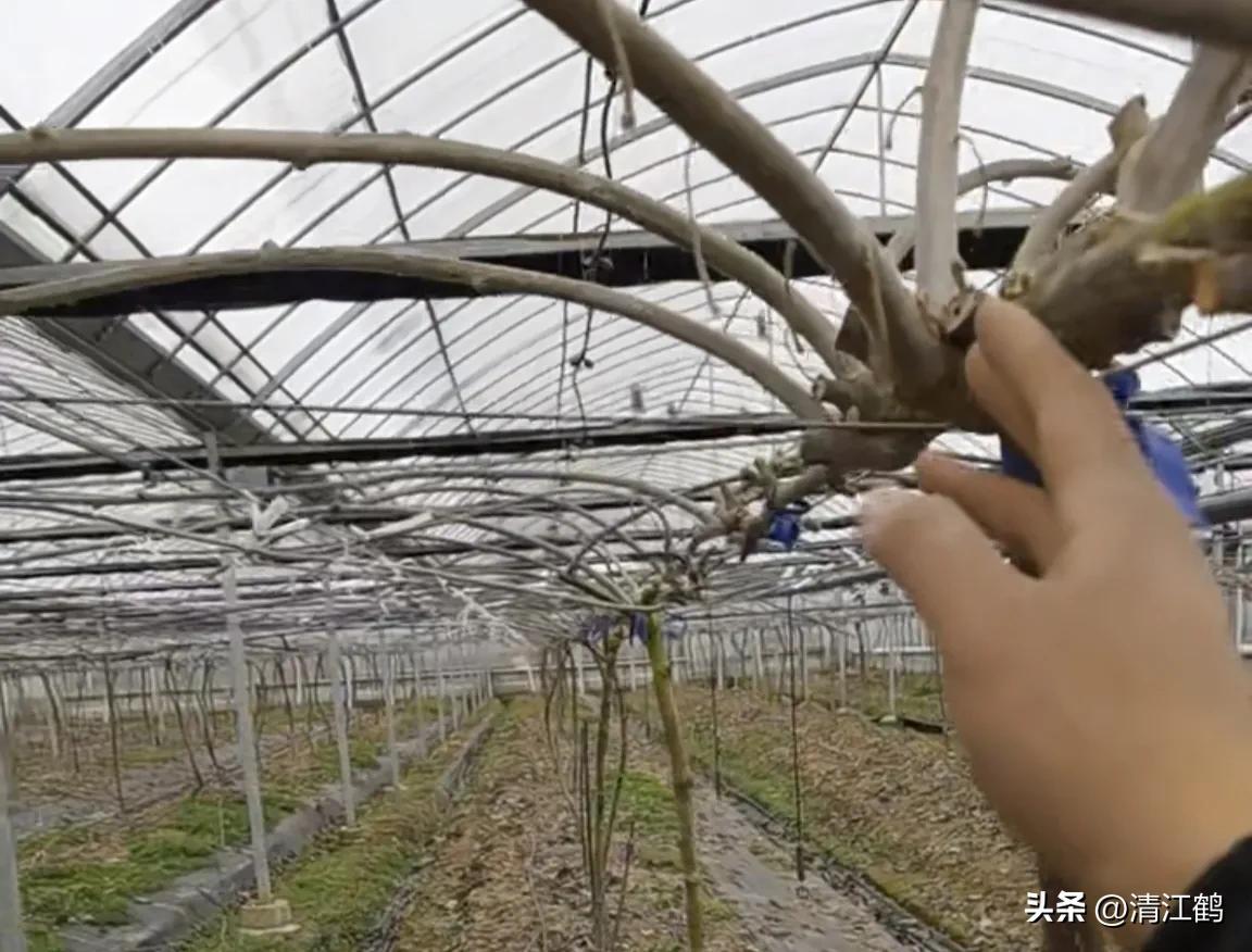 今年猕猴桃树冻害哪个省严重,猕猴桃如何防霜防寒