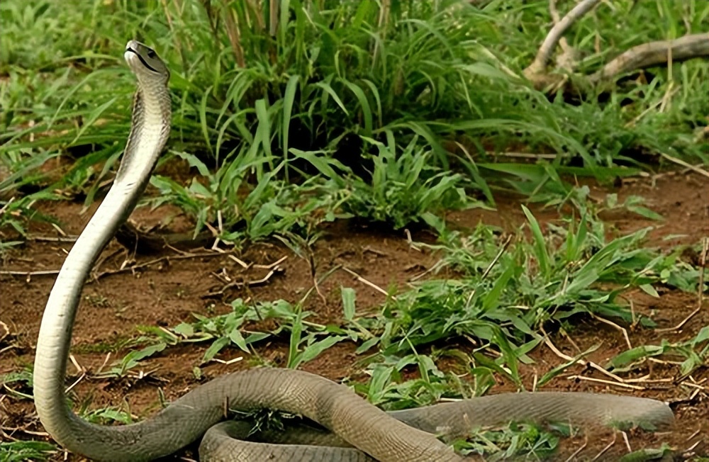 黑曼巴蛇的克星蛇鹫究竟有多厉害,黑曼巴蛇vs眼镜王蛇哪个体型更长