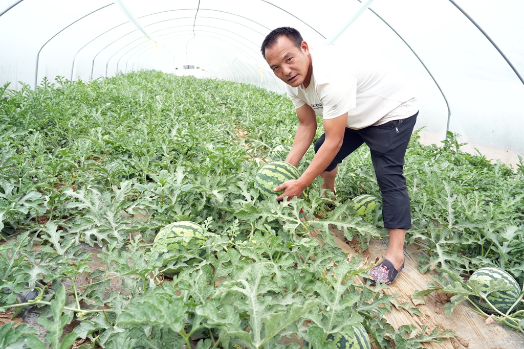 500亩西瓜成了村民的致富瓜,西瓜变身乡村振兴致富果