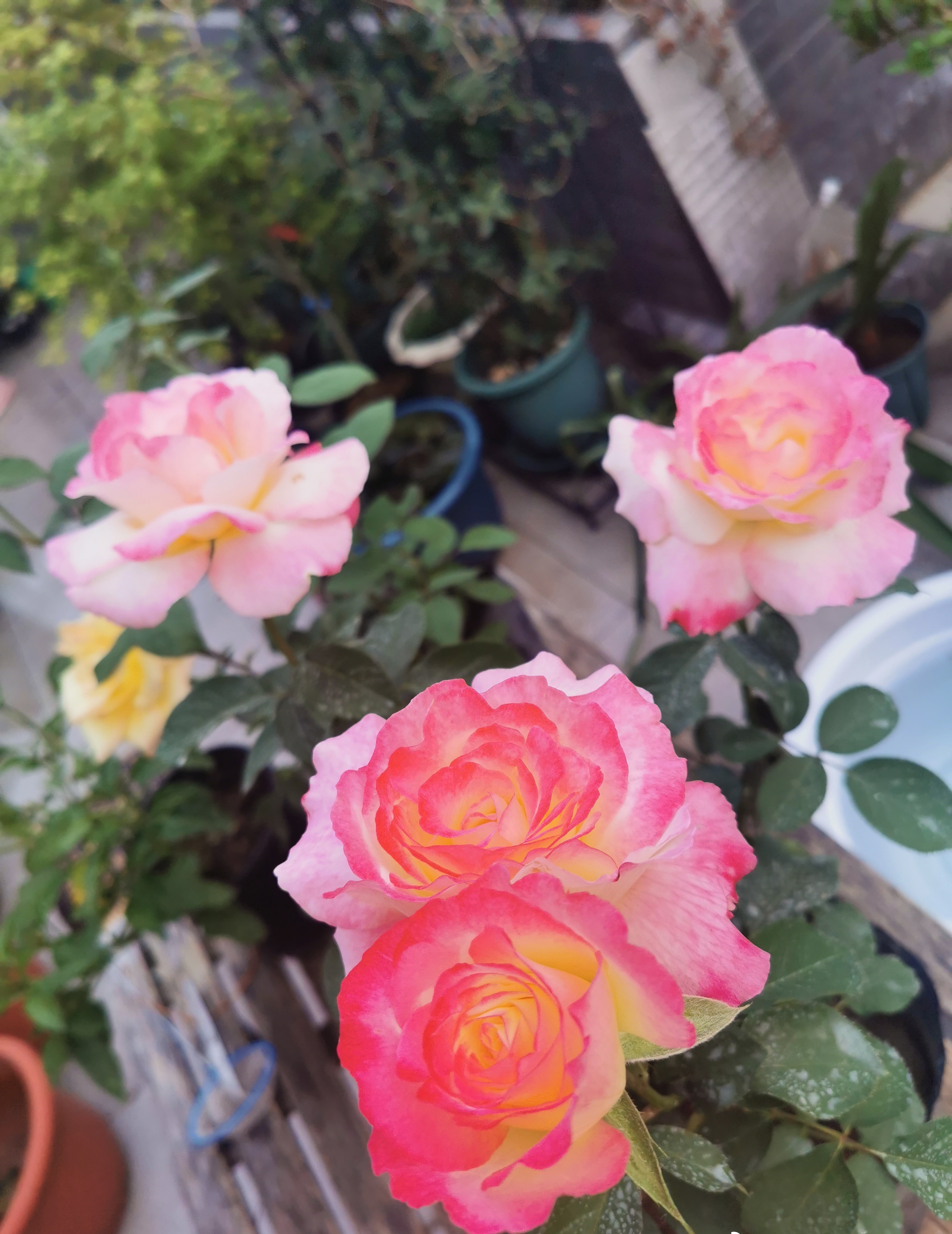 喜欢月季的好处,喜欢养花就要懂得赏花