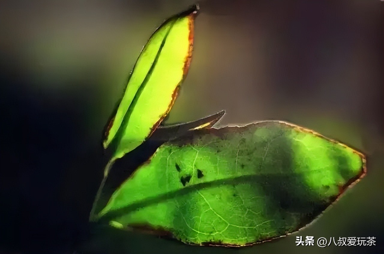 武夷岩茶小品种黄玫瑰,武夷岩茶黄玫瑰图片