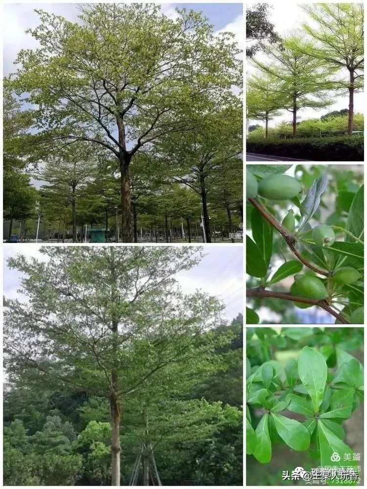 石家庄挖野菜攻略,挖野菜攻略