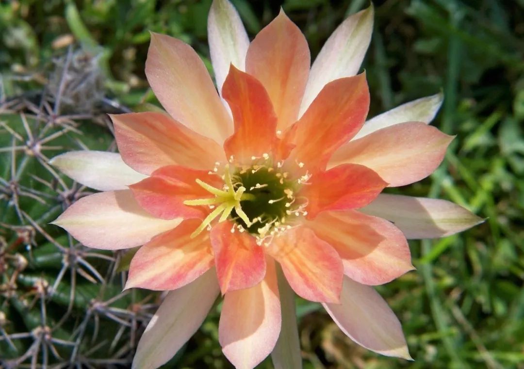 200种·仙人球开花图鉴，大开眼界，美到爆