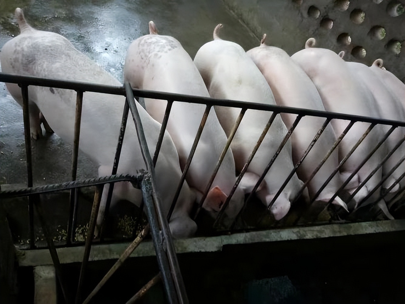 夏天猪可以冲水吗？夏天怎么给猪洗澡？猪每天都要洗澡吗？