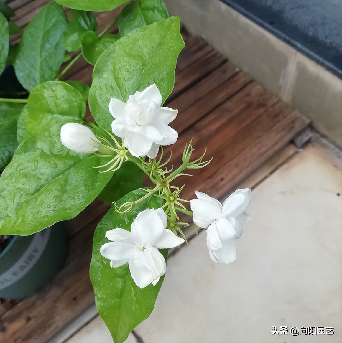 养茉莉，山茶，栀子，用沙土养，白醋水浇灌，更容易开花