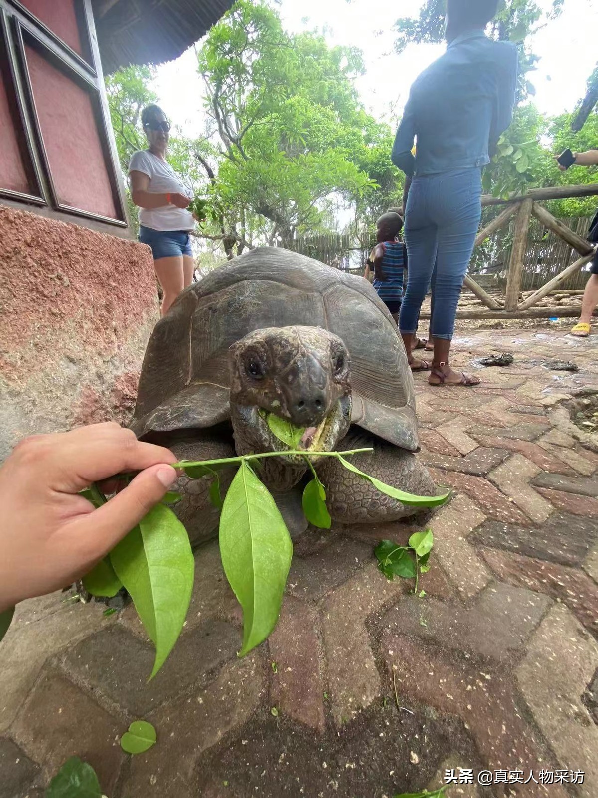 我，河南人，17岁到非洲打工，当地人不怕新冠，怕疟疾，难以置信