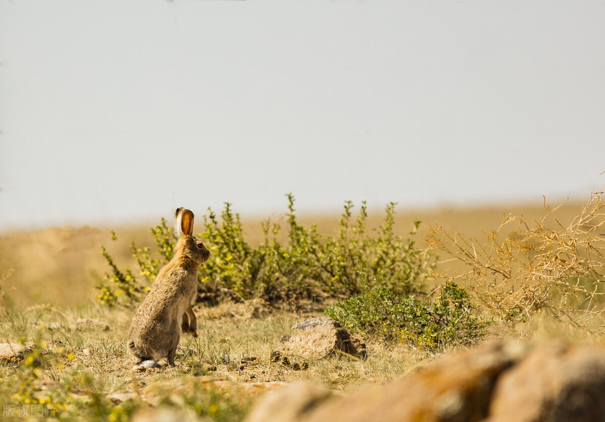 野兔一般在什么情况下才能生存,野兔繁育期间会常出来觅食吗