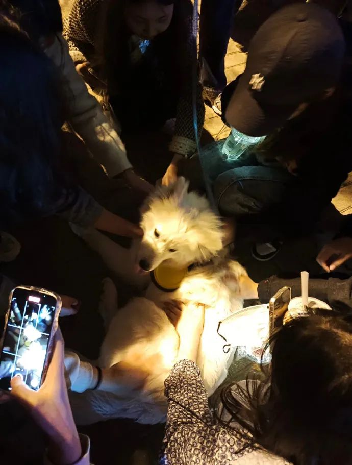 狗子坐飞机一秒钟被亲了八次，毛都快撸秃了…空姐：是不是轮到我