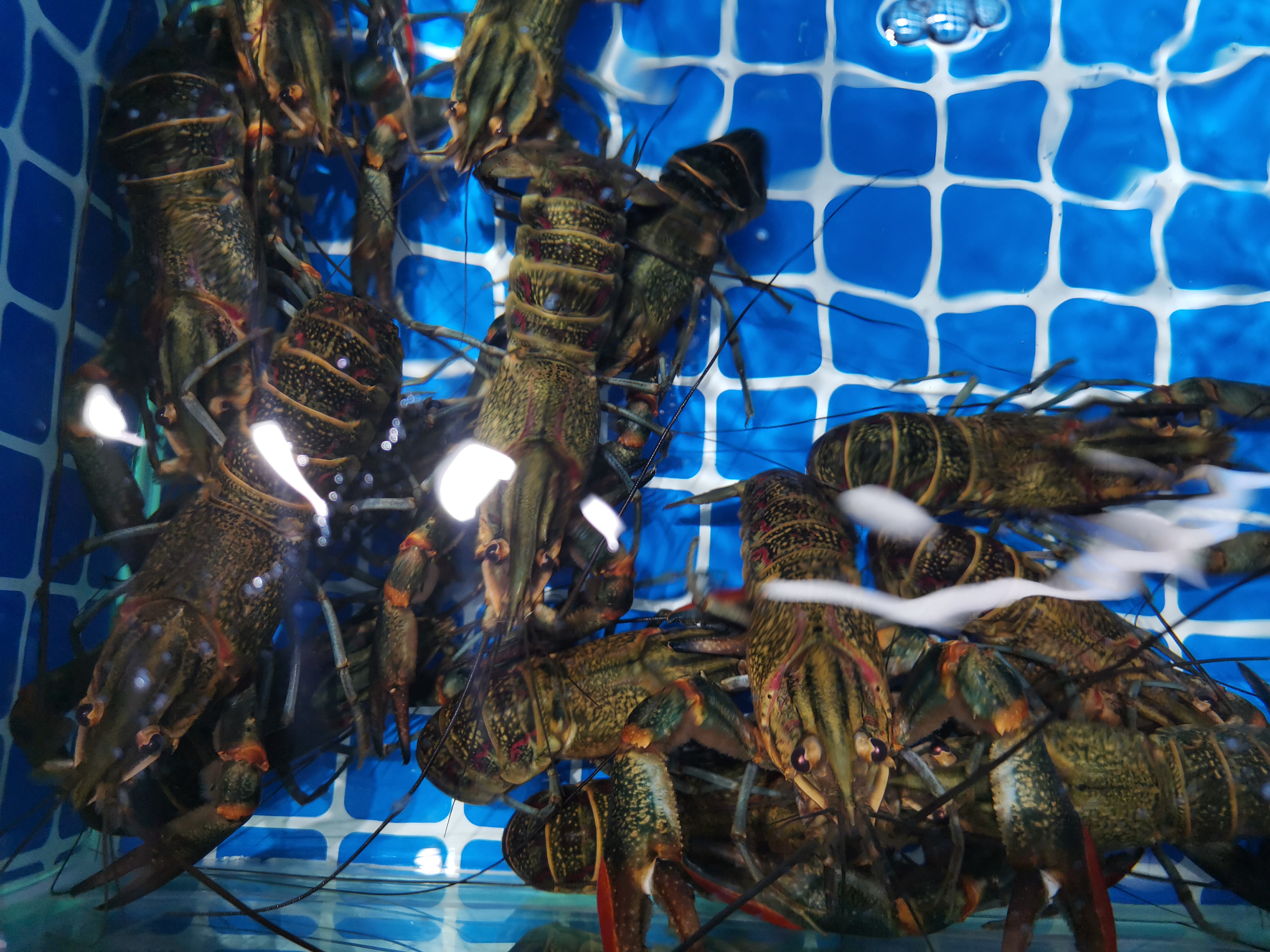 长春东港海鲜市场营业时间,长春海鲜市场营业时间