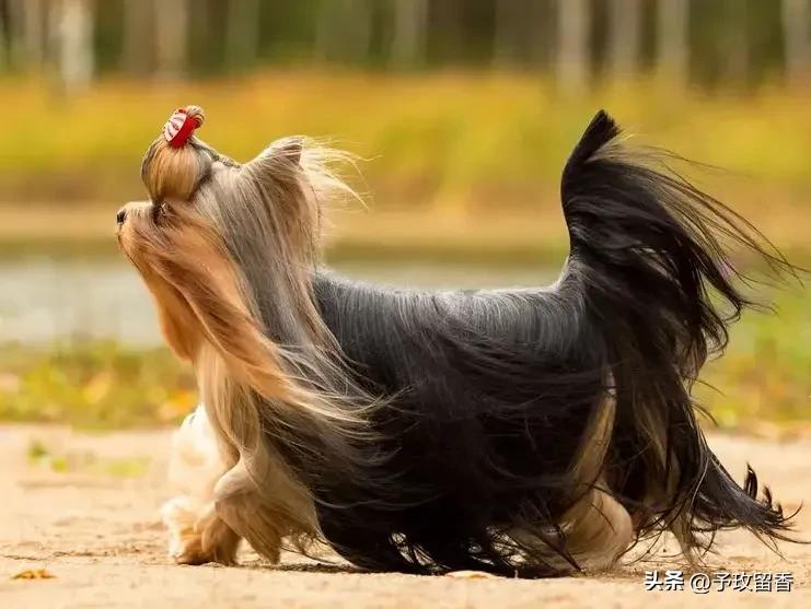 宠物狗应该怎么养详细介绍科普,宠物狗喂养及训练方法有哪些