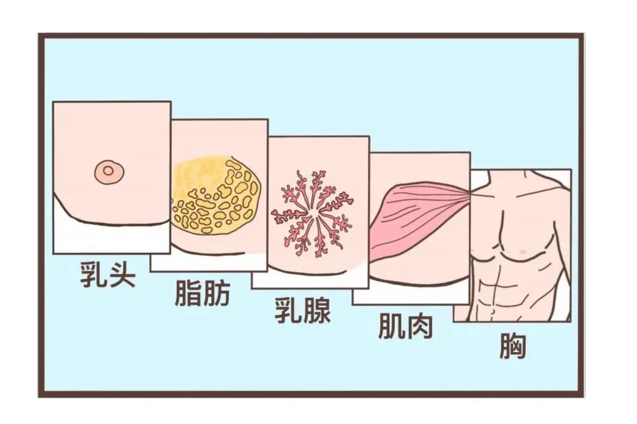 胸部正常冷知识,胸部疾病冷知识