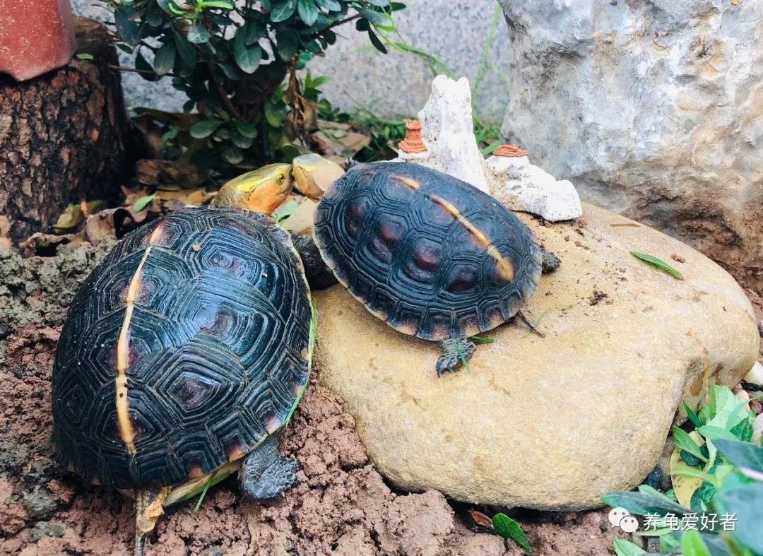 龟可以吃什么,龟可以吃的哪几种