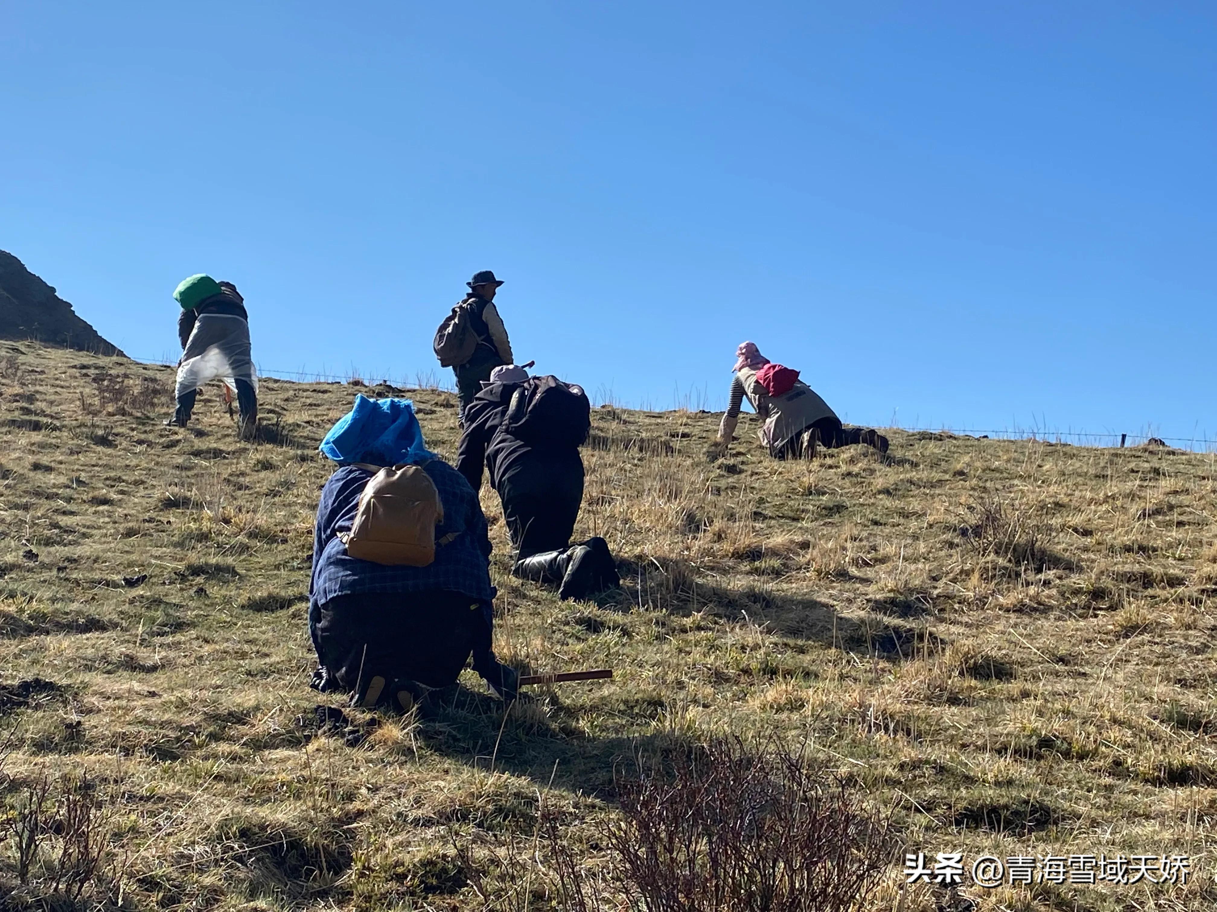 冬虫夏草从哪里挖的,野生冬虫夏草怎么使用