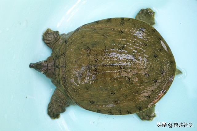 190岁乌龟过生日，活到今天熬过39届美国总统，还跟拿破仑有关系