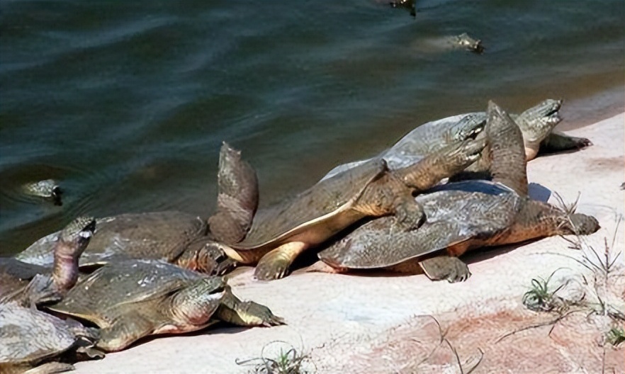 养殖哪个鳖种有前景,中华鳖养殖现状及未来发展