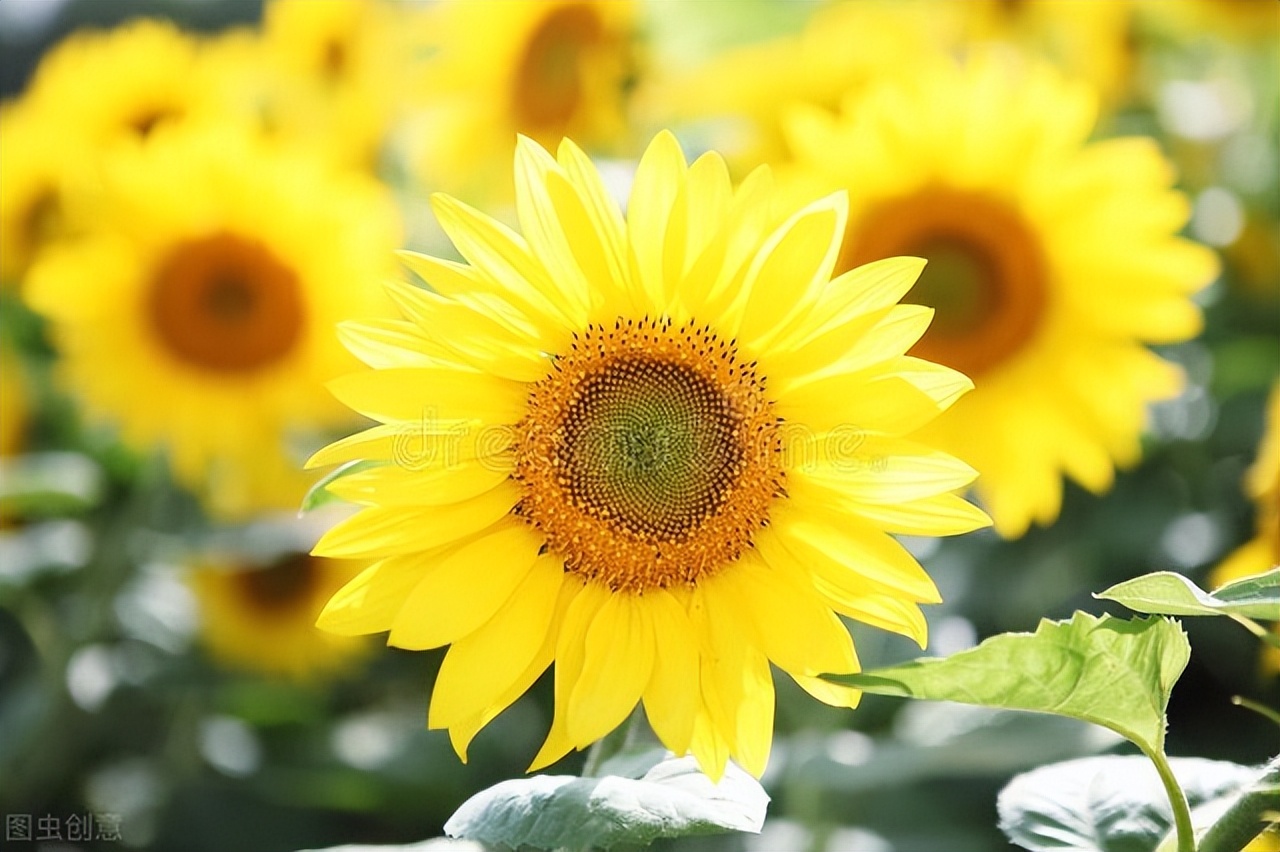 记录夏天唯美的诗词,诗词中关于夏天的10件风雅小事