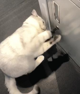 猫咪和人类相处得很好的原因,当猫和人类一起生活久了