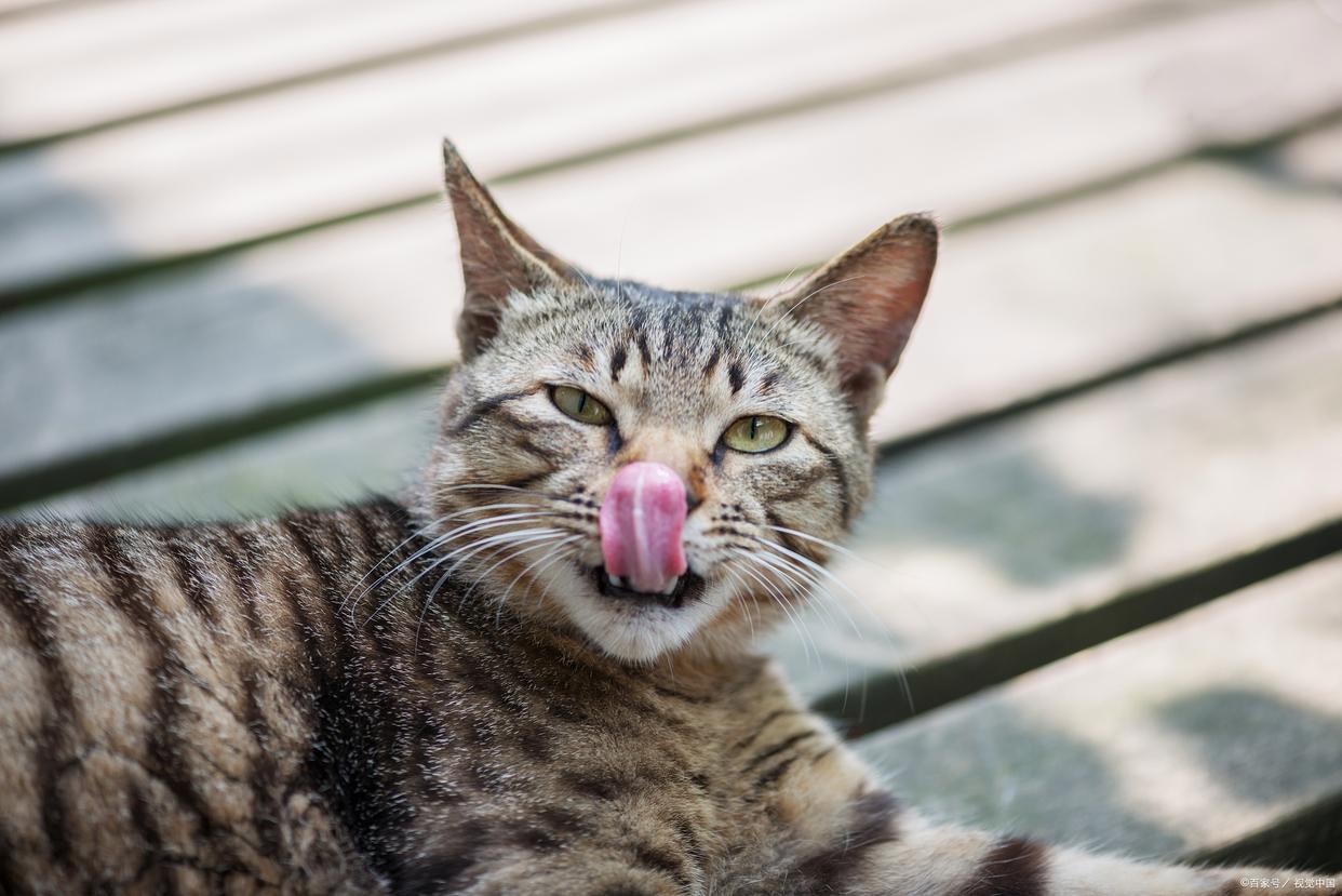 母猫配完种之后多久可以发现怀孕,母猫配完种是否需要笼养