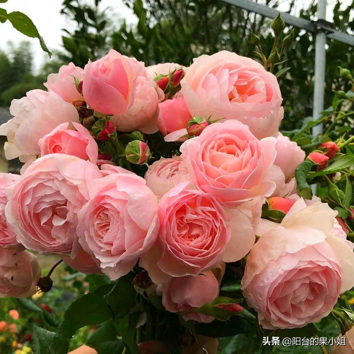 盘点那些容易“一日散”的月季,你还要奋不顾身的选择它们吗?