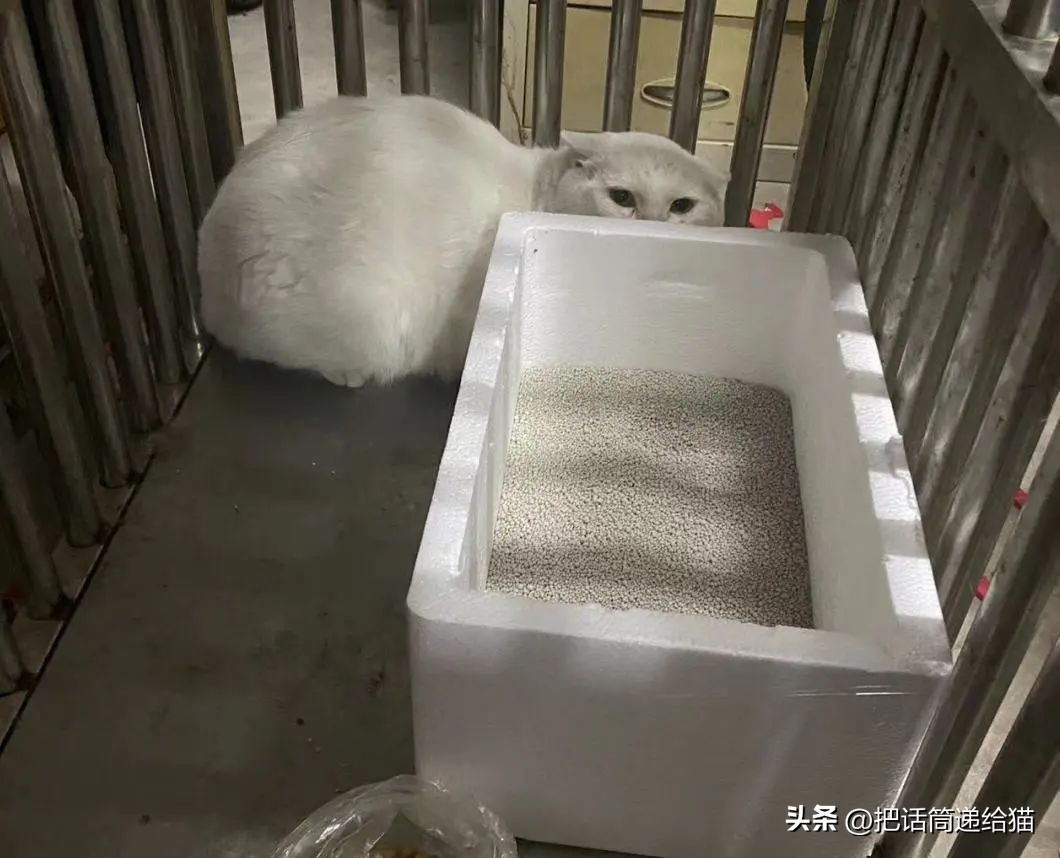 江苏偷猫事件,偷猫人被抓新闻
